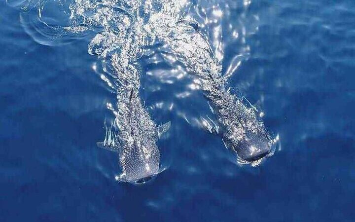 شکار شگفت‌انگیز کوسه نهنگ در تور صیادان جاسکی؛ ماجرایی که همه را شگفت‌زده کرد!