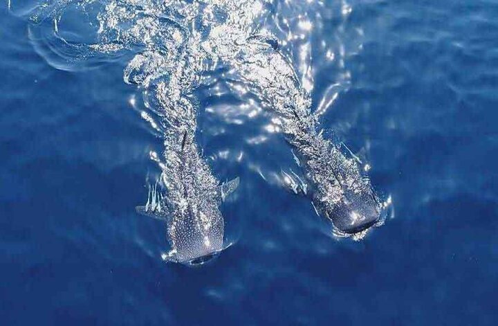 شکار شگفت‌انگیز کوسه نهنگ در تور صیادان جاسکی؛ ماجرایی که همه را شگفت‌زده کرد!