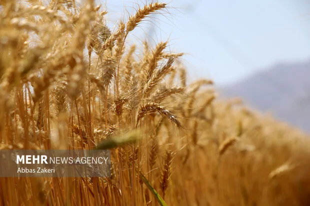 هشدار حائری درباره کاهش نگران‌کننده تولید گندم دیم در زنجان؛ بارش پاییزه حیاتی است!