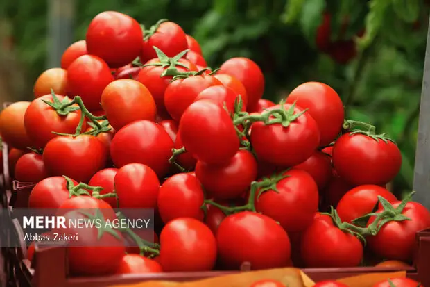 برداشت حیرت‌انگیز پاییزی گوجه‌فرنگی در گچساران؛ ۲۴ هزار تن محصول تازه وارد بازار شد!