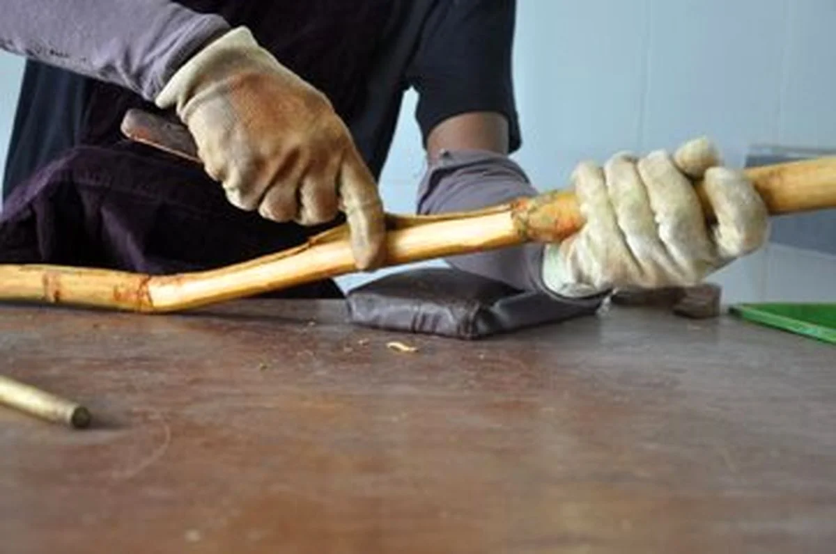 راز دارچینی که تاریخ بشر را متحول کرد؛ از مومیایی‌های مصر تا فنجان لاته شما!