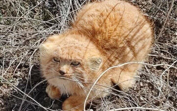 شکار لحظه‌ای گربه پالاس نادر در دل کوهستان شیرکوه یزد!