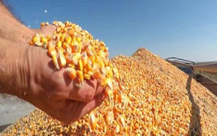ذرت‌های خریداری‌شده به‌زودی در مرغداری‌ها توزیع می‌شود؛ تحولی در تأمین نهاده‌های دامی