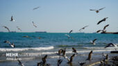 ورود بهاری پرندگان نادر به جزیره قشم؛ زمستان گذرانی در نگین خلیج فارس