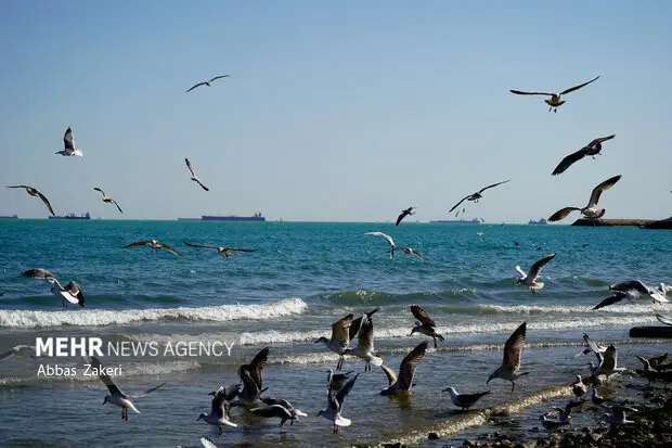 ورود بهاری پرندگان نادر به جزیره قشم؛ زمستان گذرانی در نگین خلیج فارس