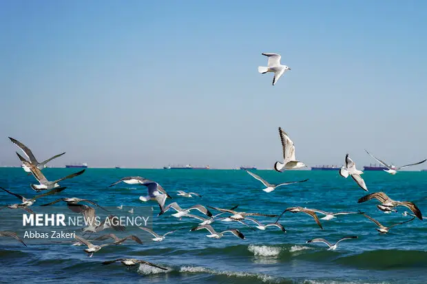وضعیت آرام جوی و دریایی بوشهر تا چهارشنبه؛ وزش باد شمالی از پنجشنبه شروع می‌شود