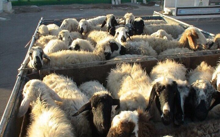 کشف حیرت‌انگیز ۳۱۳ رأس دام قاچاق در مرز سردشت؛ قاچاقچیان دست خالی فرار کردند!