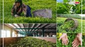 صادرات چای ایران جهش یافت؛ بازار داخلی و خارجی در مسیر رونق بی‌سابقه