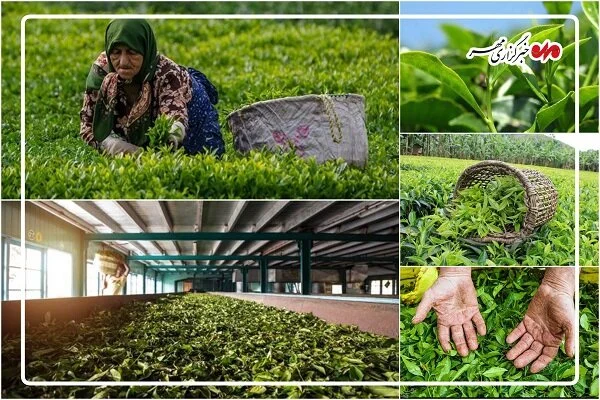 صادرات چای ایران جهش یافت؛ بازار داخلی و خارجی در مسیر رونق بی‌سابقه
