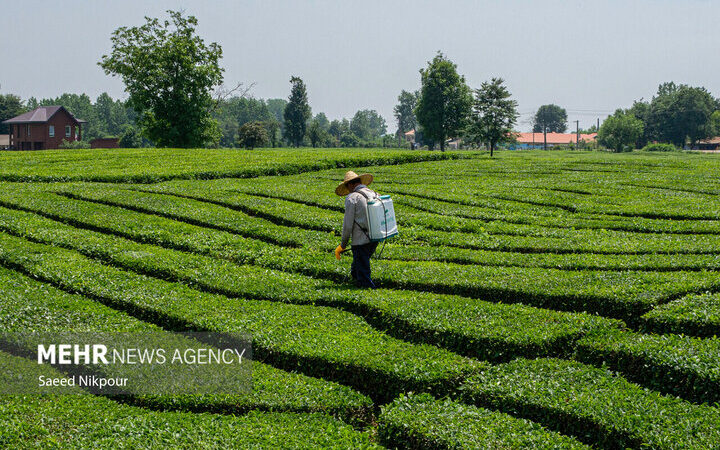 صادرات چای ایران با رشد چشمگیر ۴۸ درصدی شگفتی ساز شد!