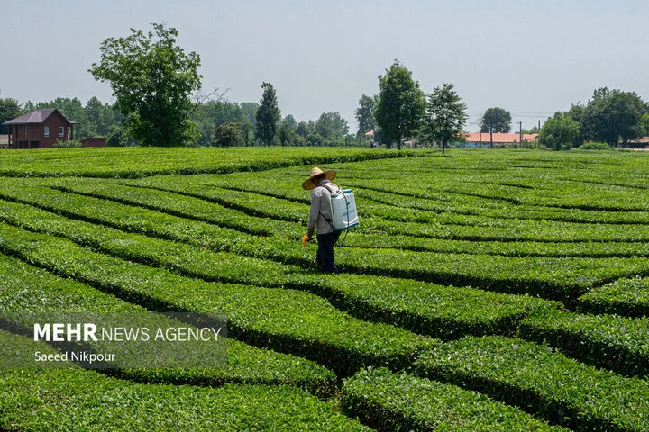 صادرات چای ایران با رشد چشمگیر ۴۸ درصدی شگفتی ساز شد!