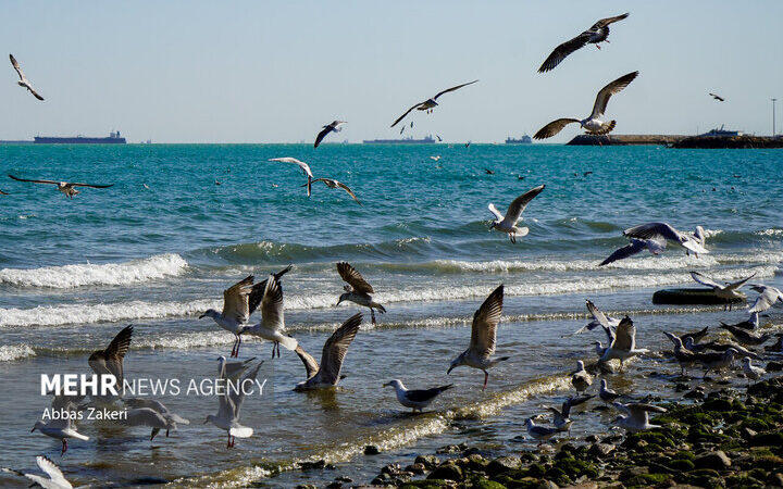 خلیج فارس طوفانی شد؛ بادهای شدید بوشهر نفس‌ها را بند آورد!