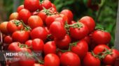 استاندار بوشهر: گره صادرات گوجه‌فرنگی مهم استان باز می‌شود؟