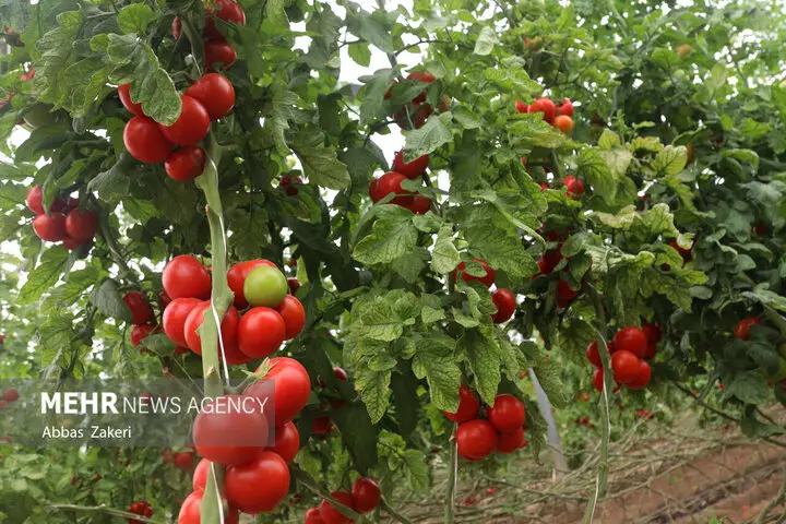 رونمایی از بذر هیبرید گوجه فرنگی در بوشهر؛ آغاز تحولی نوین در کشاورزی استان