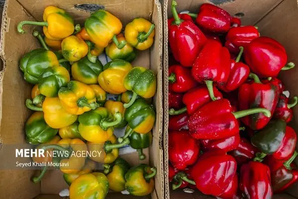 صادرات بی‌سابقه ۱۸۰ هزار تن محصول گلخانه‌ای هرمزگان به جهان؛ راز موفقیت کجاست؟