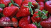 پیش بینی برداشت ۷۲۰۰ تن توت فرنگی در سیمرغ