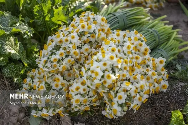 نرگس خوسف؛ وقتی ۱۲ میلیون گل در تنگنای بازار نفس‌نفس می‌زنند!