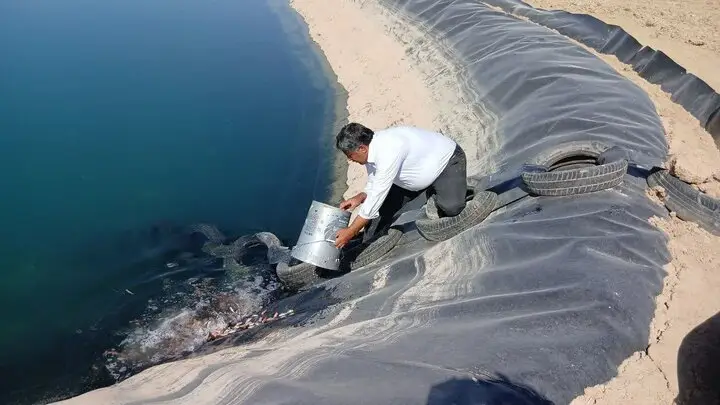 ۱۱۰ هزار قطعه بچه‌ماهی در سد زاگرس گیلانغرب رها شد