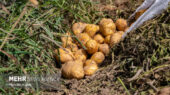 کشت سیب‌زمینی در اراضی شهرستان حاجی‌آباد آغاز شد