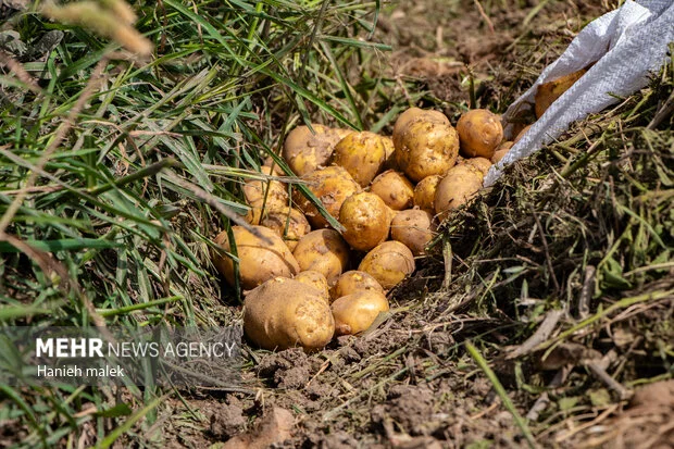 کشت سیب‌زمینی در اراضی شهرستان حاجی‌آباد آغاز شد