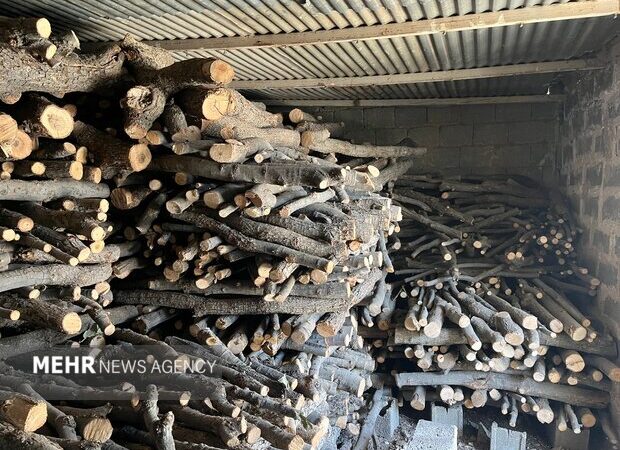 کشف حیرت‌انگیز ۳۱ استر هیزم جنگلی در میاندورود؛ تدابیر حفاظتی به اوج رسید!