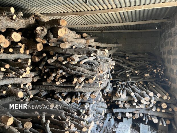 کشف حیرت‌انگیز ۳۱ استر هیزم جنگلی در میاندورود؛ تدابیر حفاظتی به اوج رسید!