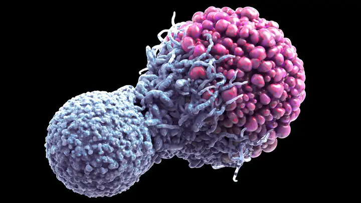 کشفی شگفت‌انگیز: نقش سلول‌های همسایه در مرگ سلولی که می‌تواند درمان سرطان را متحول کند