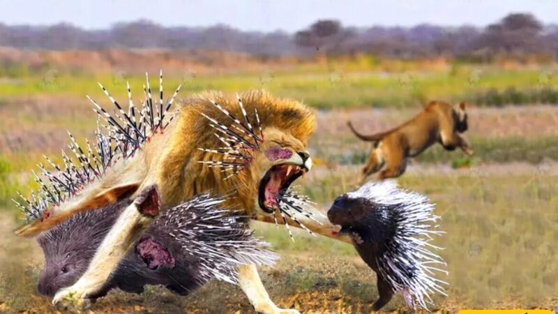 (ویدئو) مستند حیات وحش/ راز بقا، این داستان: قلدری به سبک جوجه تیغی برای مار و شیرها