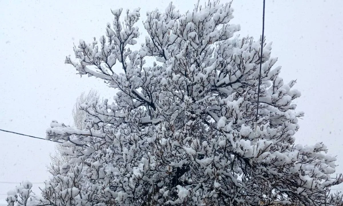 برف نیم‌متری در سلطانبلاغ آوج؛ تصویری که همه را حیرت‌زده کرد!