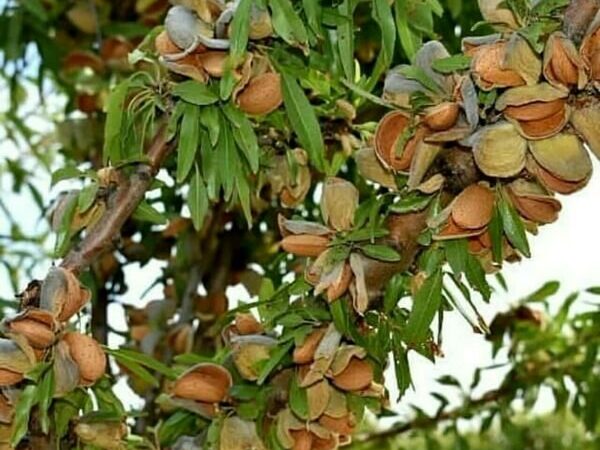 چهارمحال و بختیاری محور اصلی زنجیره ارزش بادام در کشور