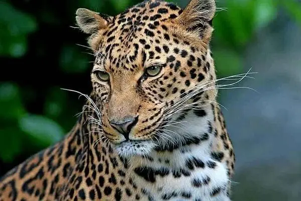 شکار لحظه‌ای پلنگ ایرانی در پارک ملی لار؛ حضور این گونه نادر تأیید شد!