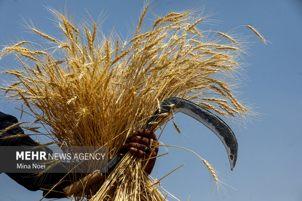 سهرابی خبر داد: موجودی گندم خراسان رضوی چقدر اطمینان‌بخش است؟