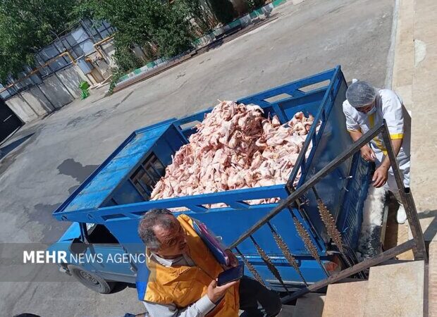 کشف ۱۵ تن فرآورده دامی فاسد در سردشت؛ پشت پرده گوشت‌های غیرمجاز فاش شد!