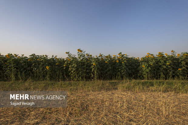 هجوم بی‌سابقه پرندگان به مزارع؛ دستور فوری برای جلوگیری از خسارت‌ها صادر شد