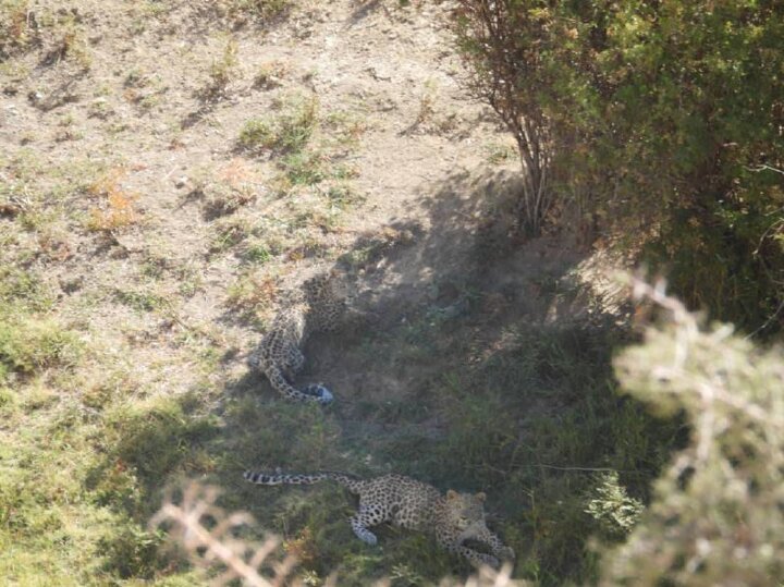 پلنگ رازآلود پاییزی رامسر در دل جنگل‌های بکر دیده شد!