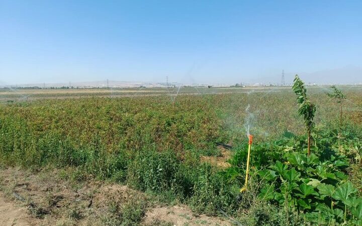 ۴۰ درصد اراضی کشاورزی ایران مجهز به آبیاری نوین است