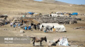 جاده‌های عشایری گچساران پس از بارش‌ها باز ماند؛ توزیع ۱۴۰ تن جو در راه است