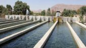 افتتاح پروژه پرورش ماهی سردابی در آمل