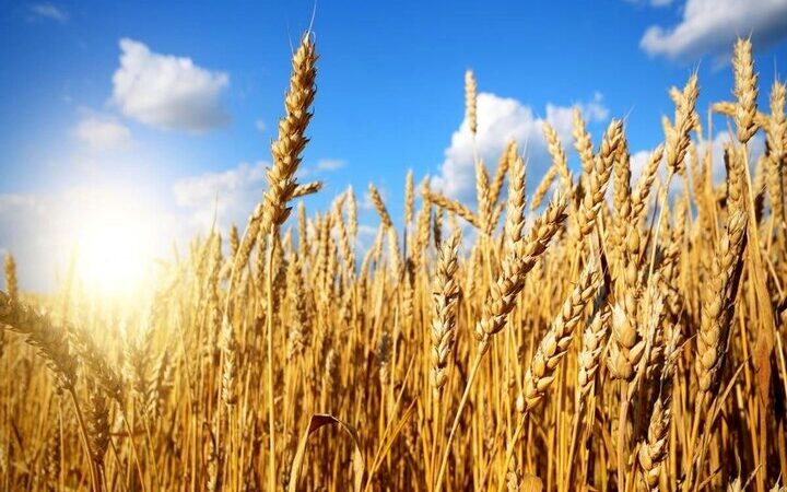 آخرین دستاوردهای پژوهشی و علمی در حوزه کشاورزی استان ایلام