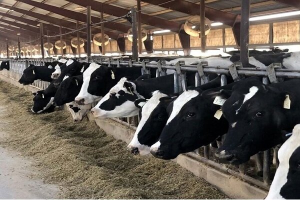 ۸۱۱ طرح پرواربندی دام در مازندران به بانک معرفی شد؛ رکوردی که می‌تواند کشاورزی را متحول کند!