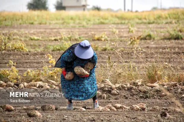 کرمانشاه در مسیر تحول کشاورزی با یکجاکِشتی ۱۹ هزار هکتاری؛ گام بلند برای افزایش بهره‌وری