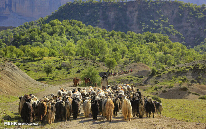 سیلاب ۷ میلیارد تومان خسارت به دام و زیرساختهای عشایری ایلام وارد کرد