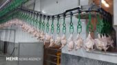 قیمت گوشت مرغ به ۱۶۸ هزار تومان رسید؛ شوک به سفره مردم در بازار کالاهای اساسی