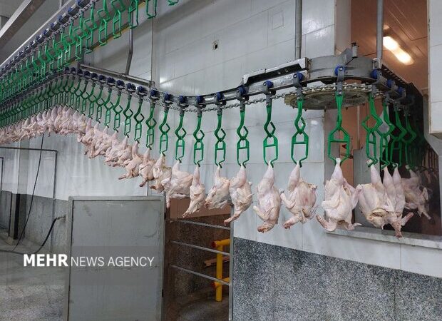 قیمت گوشت مرغ به ۱۶۸ هزار تومان رسید؛ شوک به سفره مردم در بازار کالاهای اساسی