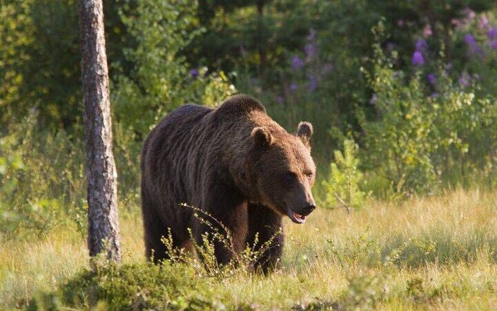 حضور خرس در منزل مسکونی خطیر کوه؛ هوشیاری مانع حادثه شد