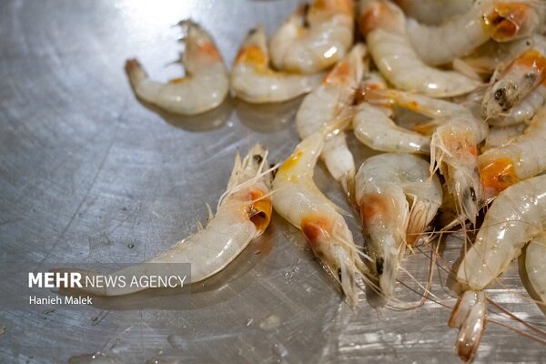 تولید میگو در کنارک دو برابر شد؛ پرورش ۱۲۶ میلیون لارو در یک سال!