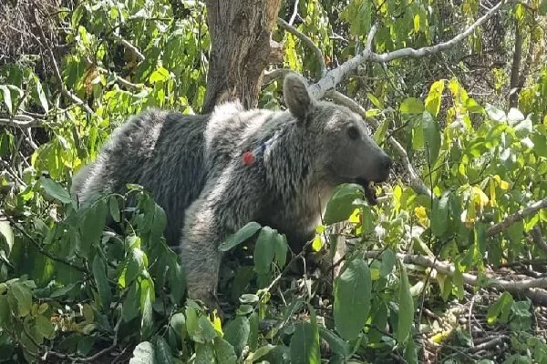 شکار لحظه‌ای بی‌نظیر: خرس قهوه‌ای و دو توله‌اش در دل منطقه حفاظت شده دنا دیده شدند