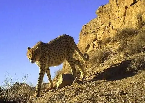 شکار بی‌سابقه ۶ یوزپلنگ آسیایی در پناهگاه میاندشت؛ تصویر مستند و خبر امیدبخش