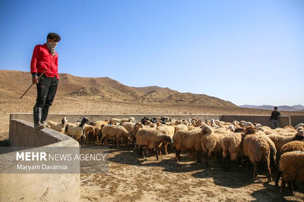 تعطیلی بازار دام مشهد و تعیین جایگزین‌های موقت برای جلوگیری از خسارت‌ها