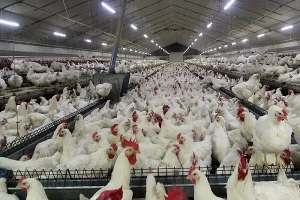 پیشرفت ۷۰ درصدی کارخانه جوجه‌کشی مرغ گوشتی در خراسان شمالی؛ چرخه تولید گوشت کامل‌تر می‌شود